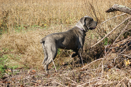 cane corso