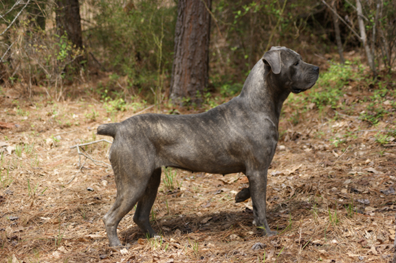 cane corso
