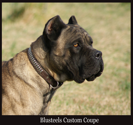cane corso