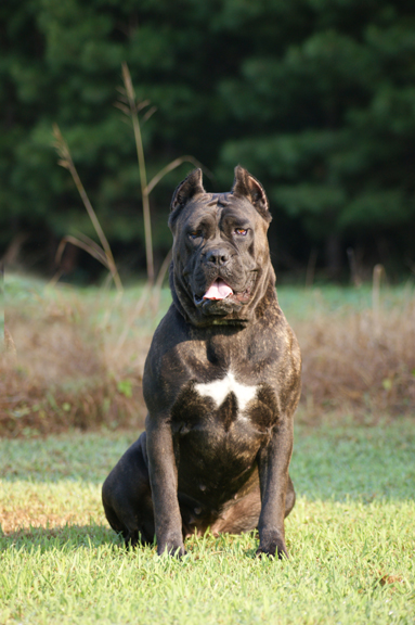 cane corso