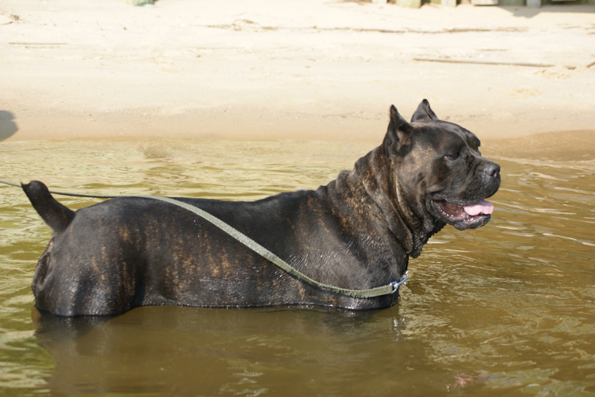 cane corso