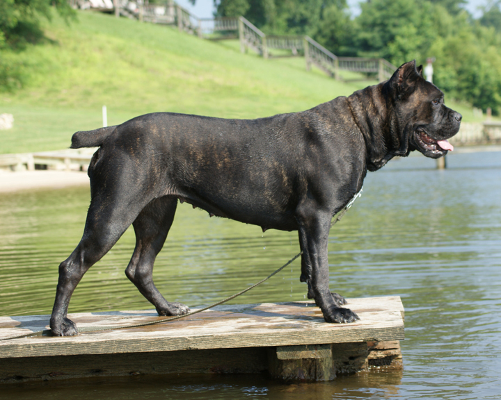 cane corso