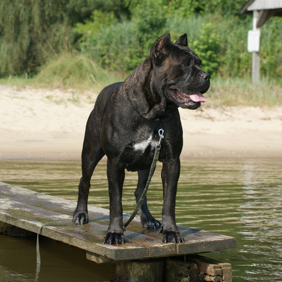 cane corso