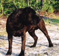 rocky.jpg (16629 bytes)